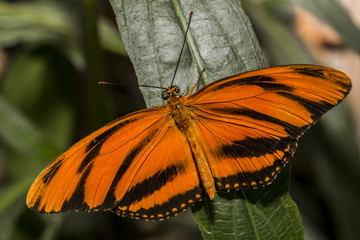 A bright orange Gulf Fritillary Butter with wings outstretched.