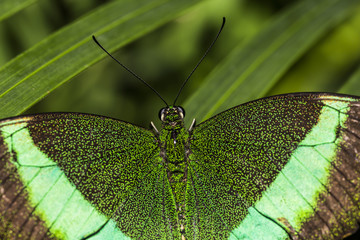 Fototapeta premium Close up of the Emerald Swallowtail Butterfly, illuminated by flash.
