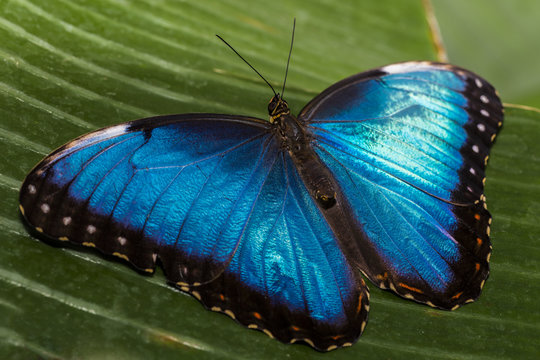 Close up of the Blue Morpho Butterfly.