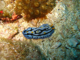 Nacktschnecke