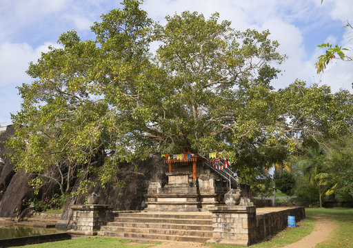 Дерево Бодхи во дворце Исурумуния. Анурадхапура, Шри-Ланка