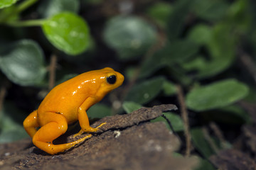 A tiny orange Poison Dart Frog, at the local zoo.