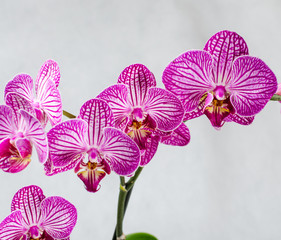 purple orchid branch isolated on white background