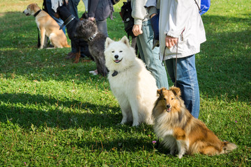 A group of dogs sitting near their trainers in a dog school - 93054861