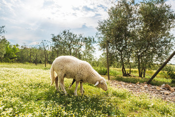 Sheep grazing on the meadow in front of the house, white and pat