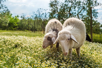 Sheep grazing on the meadow in front of the house, white and pat