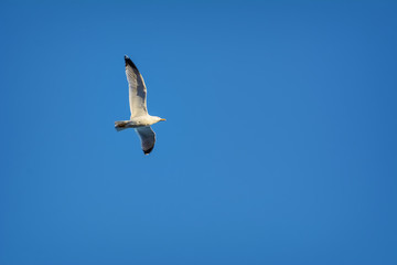 Seagull