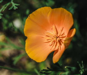 yellow blooming flowers