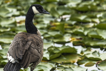 A single Canadian Goose by the pond with lily pads.