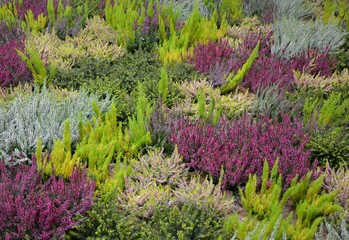 Bunt blühender Heidegarten