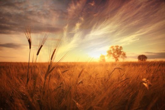 Fototapeta landscape fantastic sunset on the wheat field sunbeams glare