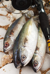 Indian Mackerels