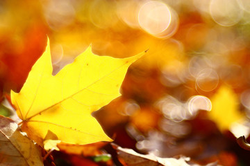 background texture of yellow leaves autumn leaf background