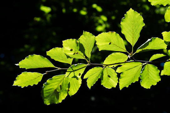 Green beech leaves illuminated by the sun
