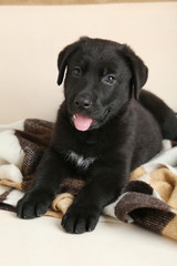 Beautiful black labrador puppy on plaid