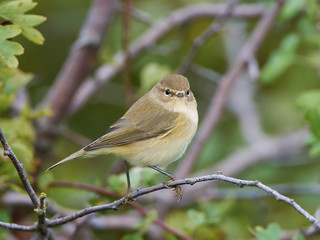 Common Chiffchaff (Phylloscopus collybita)