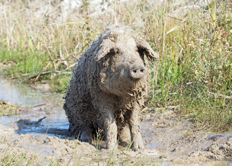 Very dirty pig of Hungarian breed Mangalitsa relaxing in a puddle
