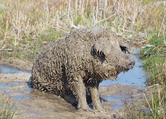 Very dirty pig of Hungarian breed Mangalitsa relaxing in a puddle