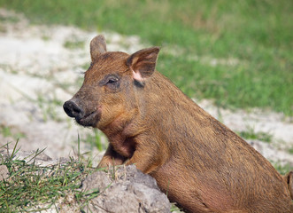 The  pigling of Hungarian breed Mangalitsa is in a natural environment 