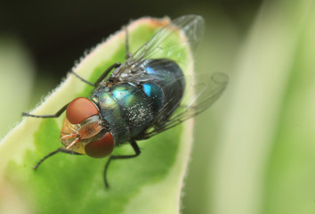 extreme macro
