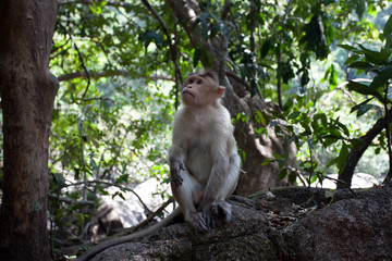 Monkey in the jungle. Focus on the monkey.