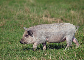 The  pigling of Hungarian breed Mangalitsa is in a natural environment 