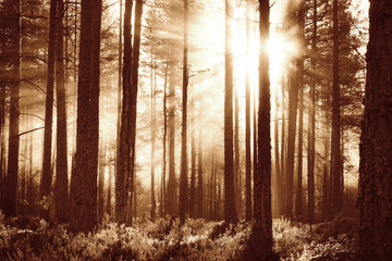 Coniferous forest with morning sun shining