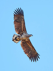White Tailed Eagle (Haliaeetus albicilla)