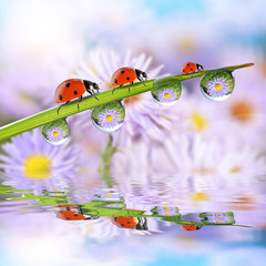 Flowers in the drops of dew on the green grass and ladybugs. Nature background.