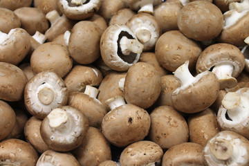 champignons rosés de paris