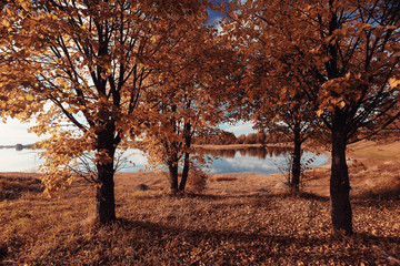 Landscape autumn in a golden forest