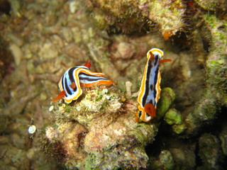Nudibranch