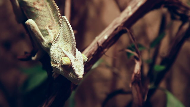 chameleon looking around Close up
