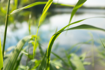 Gras am Seeufer in Unterfranken