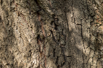 Holzstruktur einer alten Baumrinde mit Schatten