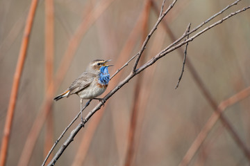 Bluethroat in the nature