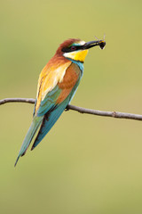 European bee-eater with a bee in a beak