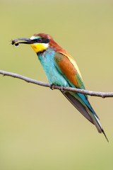 European bee-eater with a bee in a beak