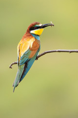 European bee-eater with a bee in a beak