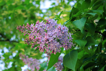 Blossoming branch of lilac