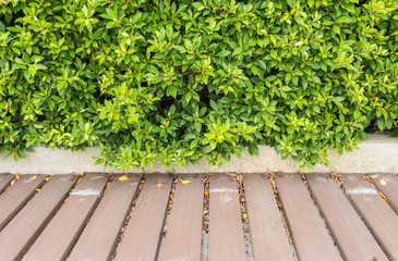 Closeup beautiful wood pathway in the garden