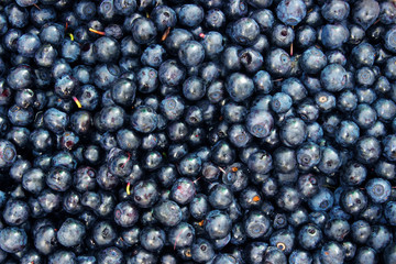 Background of  blueberries
