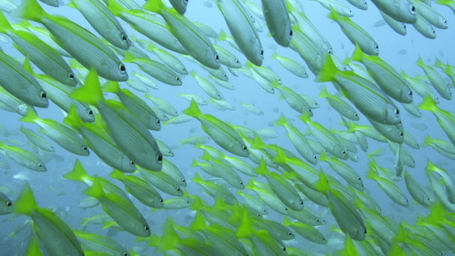 School of Fish On Coral Reef