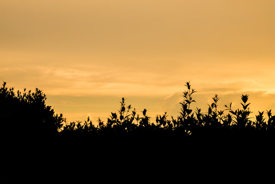 Silhouette,blurry,art tone of fence of plant in garden with evening sky background © kenkuza