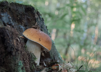 borowik szlachetny (boletus edulis) wyrastający z pniaka