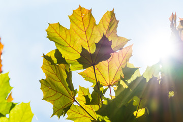 Maple leaves in the sun
