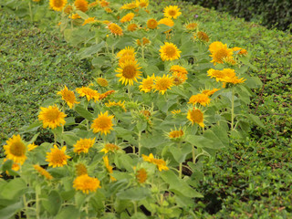 beautiful yellow Sunflower