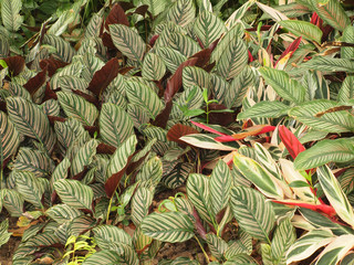 Obraz premium Green leaves texture background macro