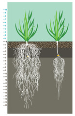 The grain of wheat root system comparing the root system under good conditions and the drought