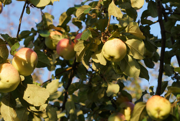 apples on a tree